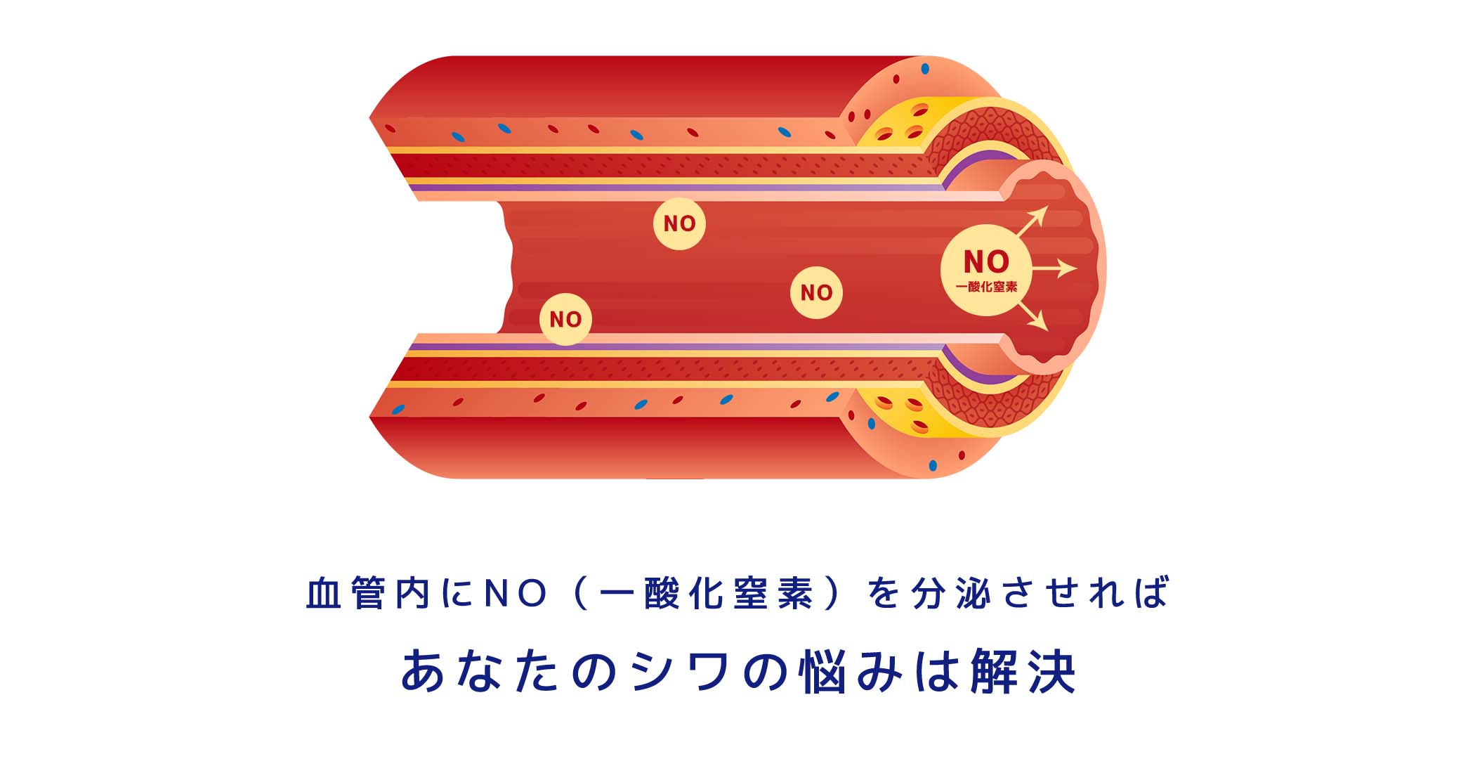 血管内にNO（一酸化窒素）を分泌させればあなたのシワの悩みは解決