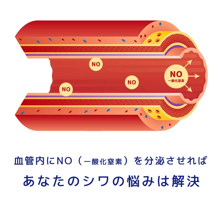 血管内にNO（一酸化窒素）を分泌させればあなたのシワの悩みは解決