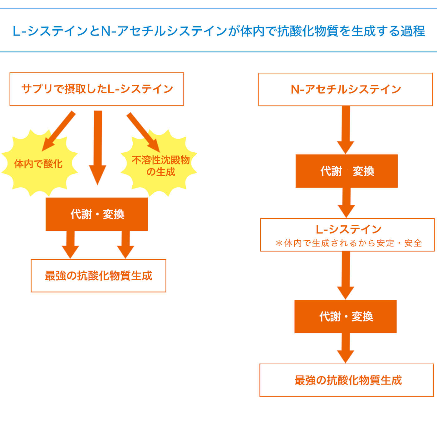 サプリで摂取したL-システイン