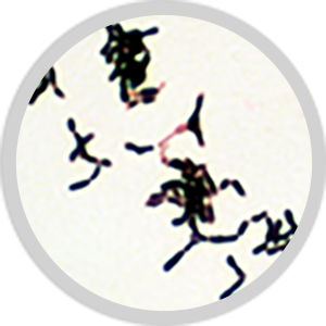 ビフィズス菌