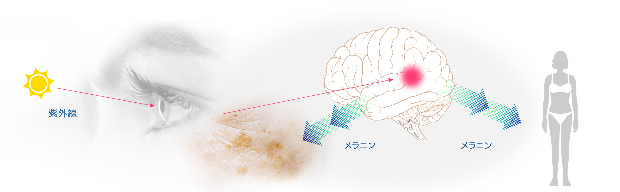 目からの紫外線